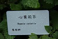 Nepeta fordii .JPG